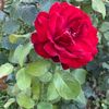 selma_3883
