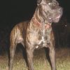 bamdoifavdn