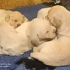 max.curgia.cuccioli