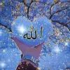 banazahmad6