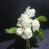 soly12790