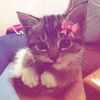 byki_df