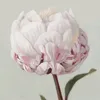 amandadarson0