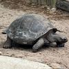 stayathometortoise