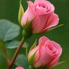 user4210418195923