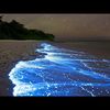 bioluminescentshore