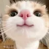licacete_