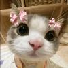 mya.sandar20