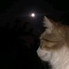 dumpymoonlight