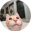 kot_pubg3