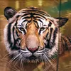 Panthera tigris