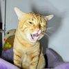 banmeowzoom