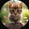 yaryarka.ciisho
