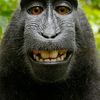 monkey123456772