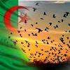 abd.alhay22