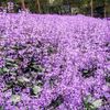 dingin.lavender8