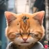 catameow123