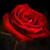 rose.rouge93