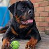 duke.the.rottie