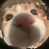 cloud.ai_