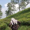sitttalawiyah