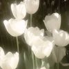 white.storm59