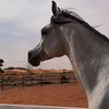 yaazed_m6