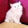 fatima_2677