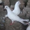 zeeshanwattoo18