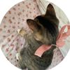 is.jemile