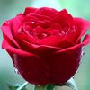 mahfuzahmed8011
