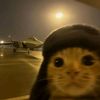 cats_lovers_13