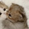 chi_and_eth