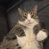 nikilikescats
