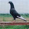 musa_5awan