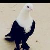 irfanbaloch78643