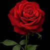 md.rashed7859