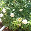 mahmoud_9795