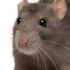 szczurex01