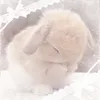 axazyll
