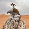 alhajqijoms