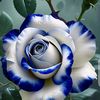 user.atif.nawaz.1