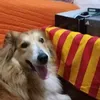mylimiy