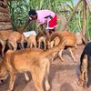 Henry Pets Rescue Uganda
