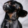 minipinguino6