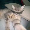 dammar_0