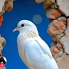 user1320623296011