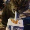 starclan4lifers