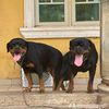 thedogfather_tdf