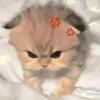chipp.bng1
